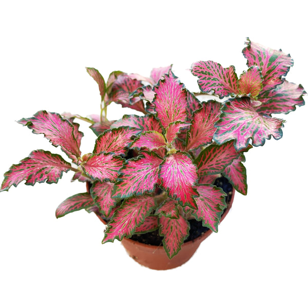 Fittonia verschaffeltii 'Pink Star', Mosaikpflanze