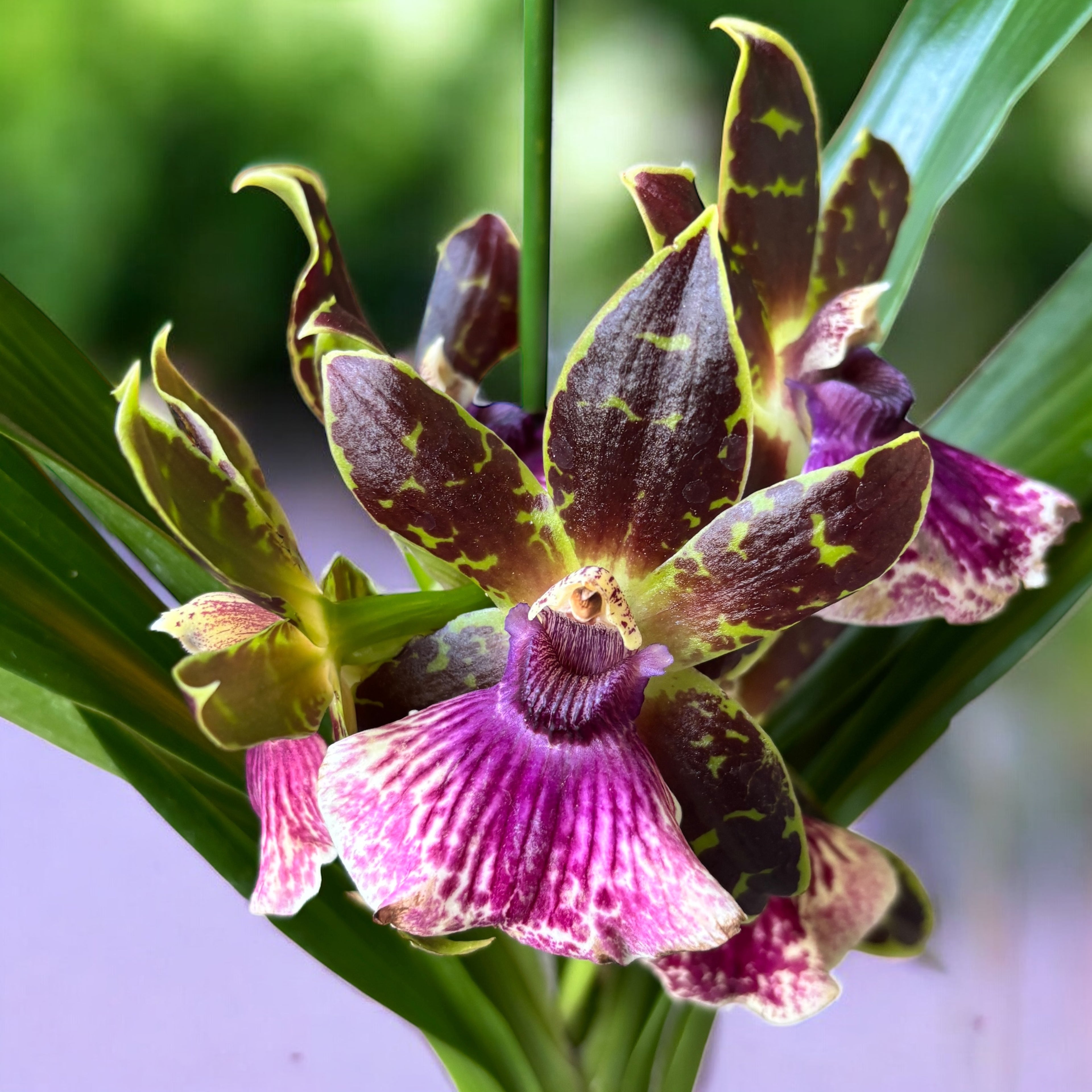 Zygopetalum hybride - fleurs XL parfumées