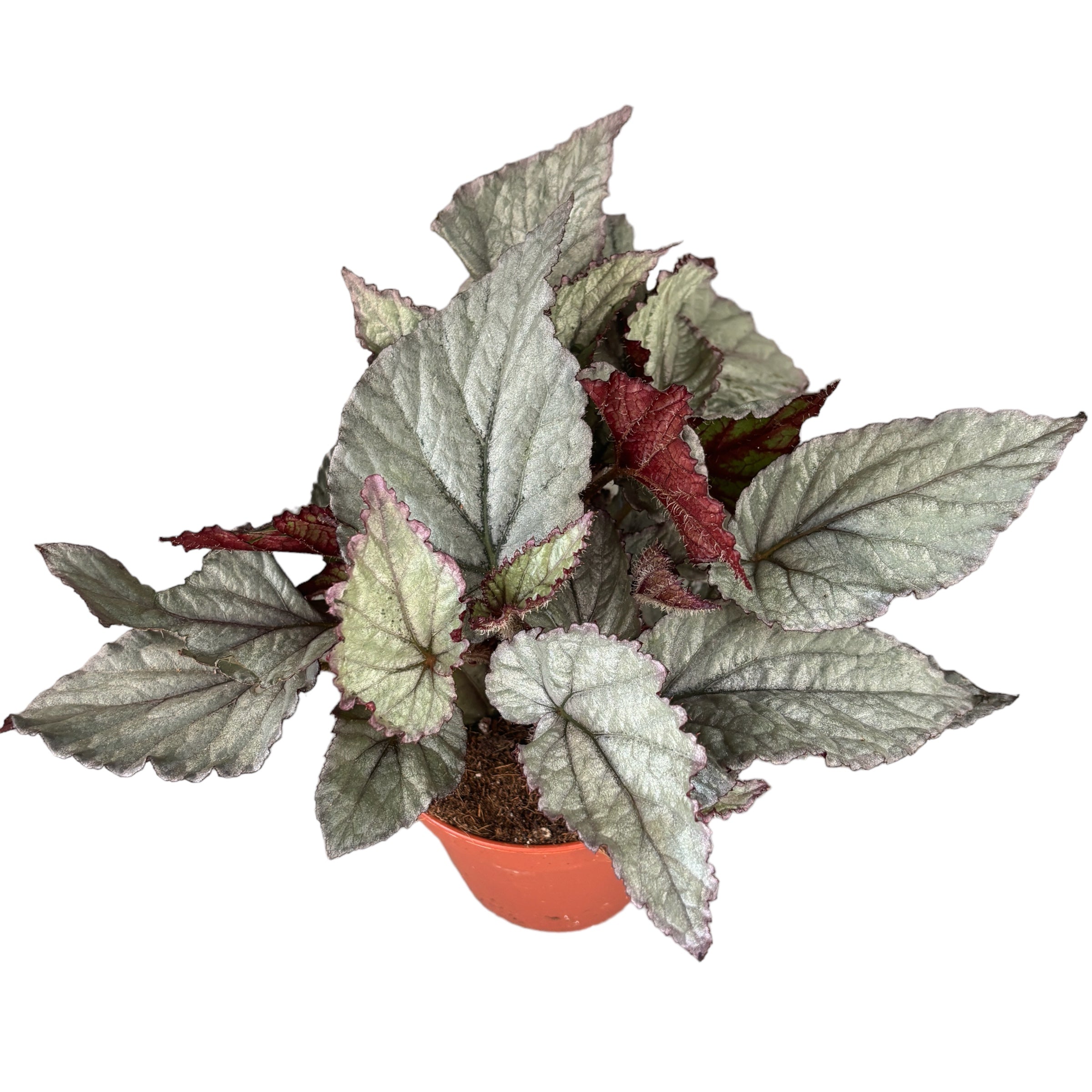 Begonia 'Magic Colours Bolero'