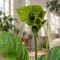 Tacca chantrieri 'Green Isle'– emerald bat flower, a spectacular tropical rarity