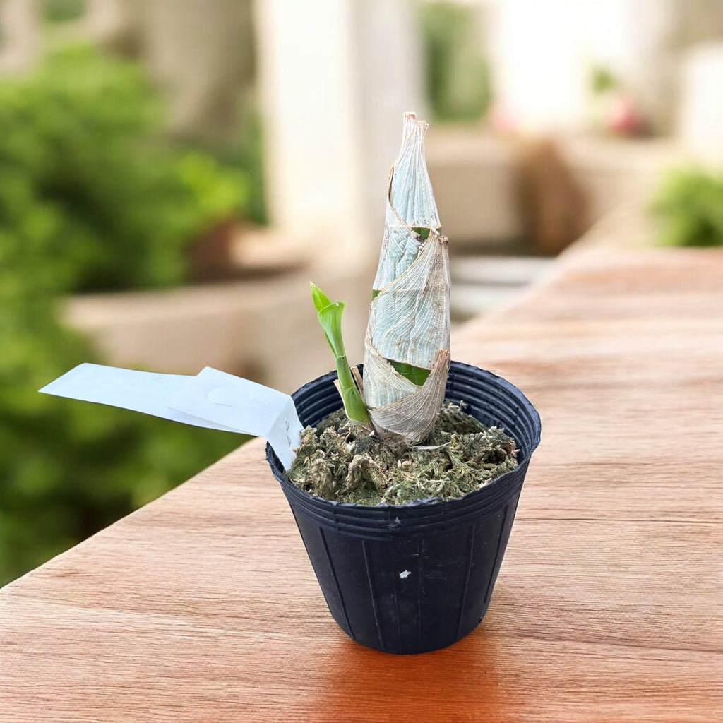 Orchidea czarna pachnąca - Fredclarkeara After Dark 'SVO Black Pearl' FCC/AOS