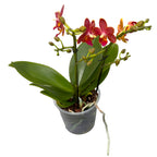 Phalaenopsis Sogo Red Star * fragrant waxy flowers