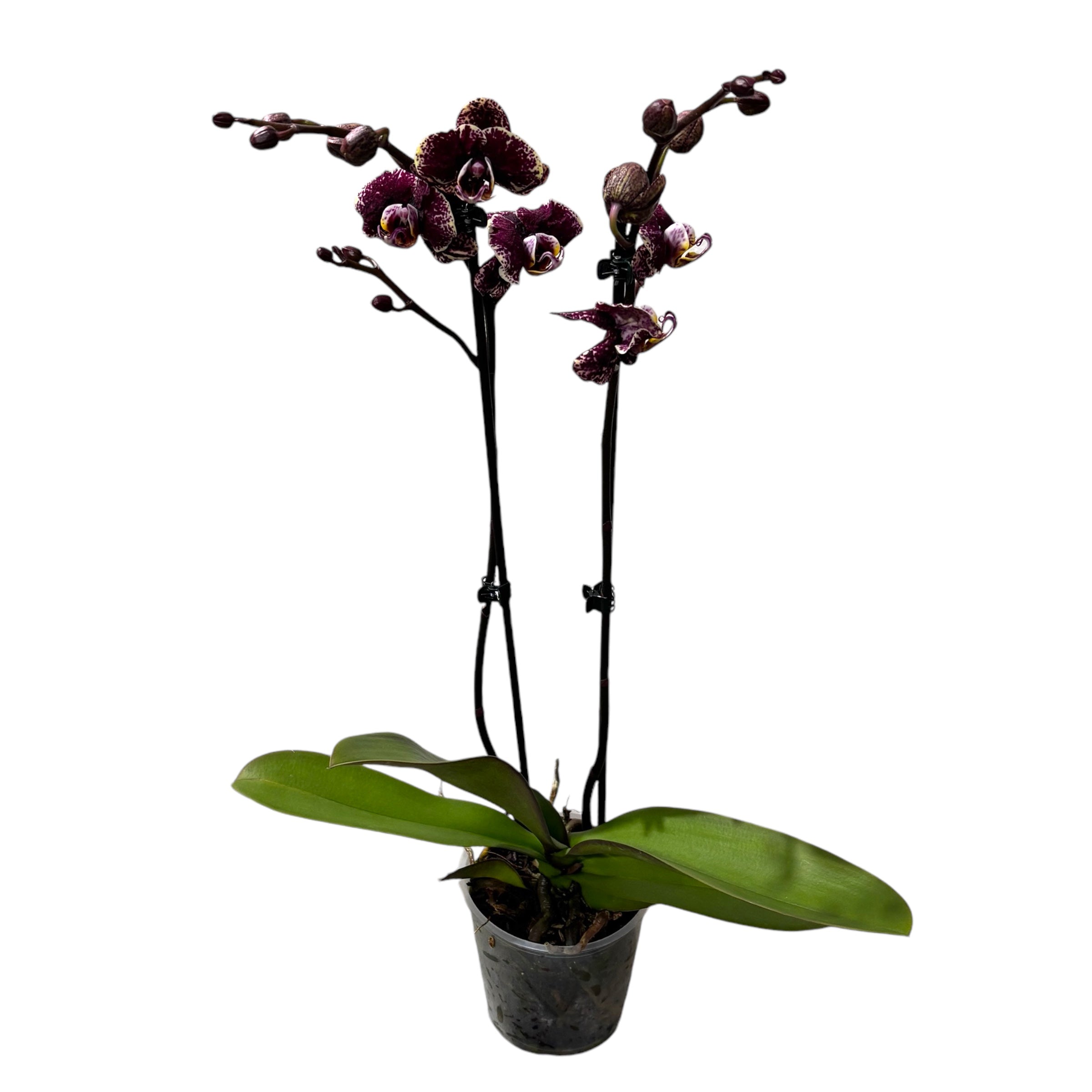 Phalaenopsis 'Limited #08'