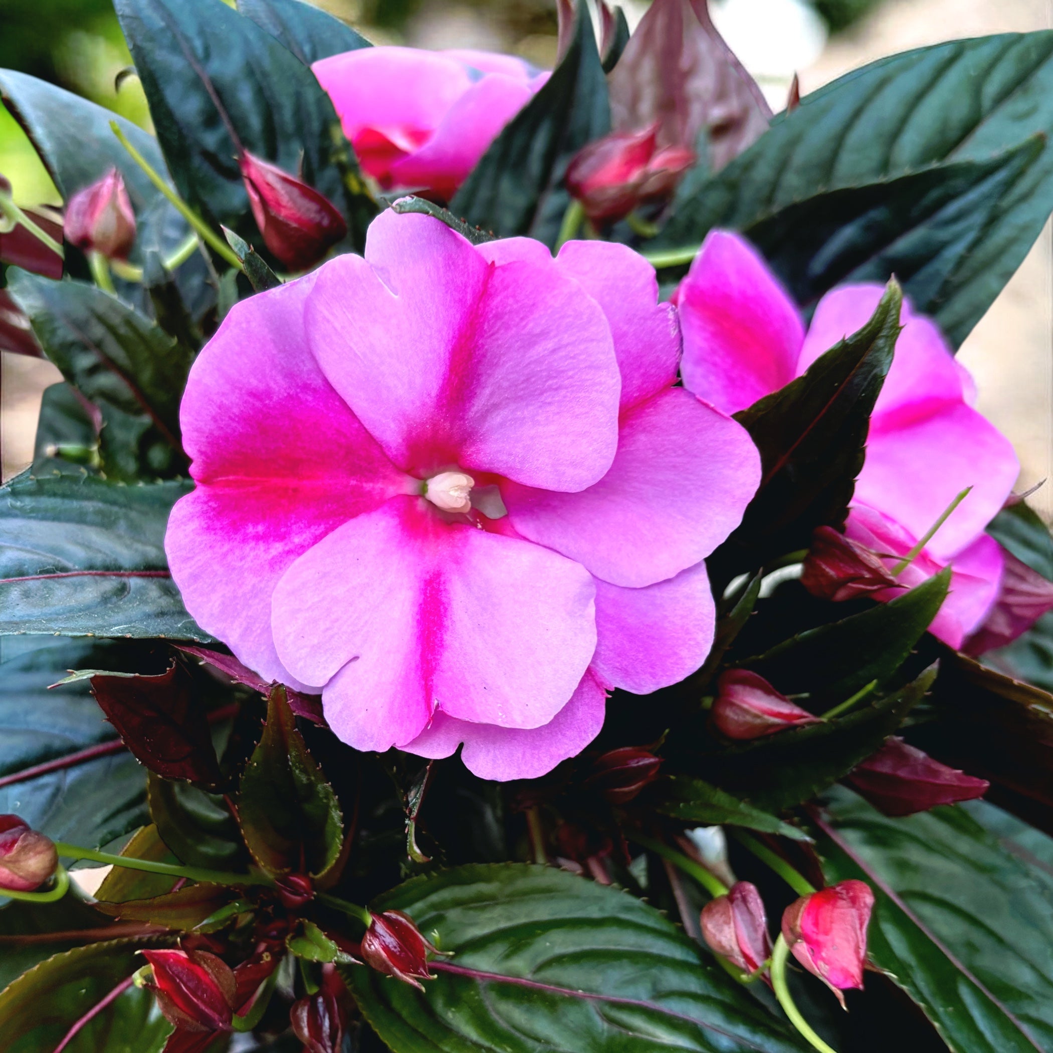 Impatiens New Guinea ‘ColPow Lavender Flame’ - sporul casei cu flori mari lavanda-roz