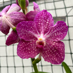 Vanda Pakchong Rose (Ansu)