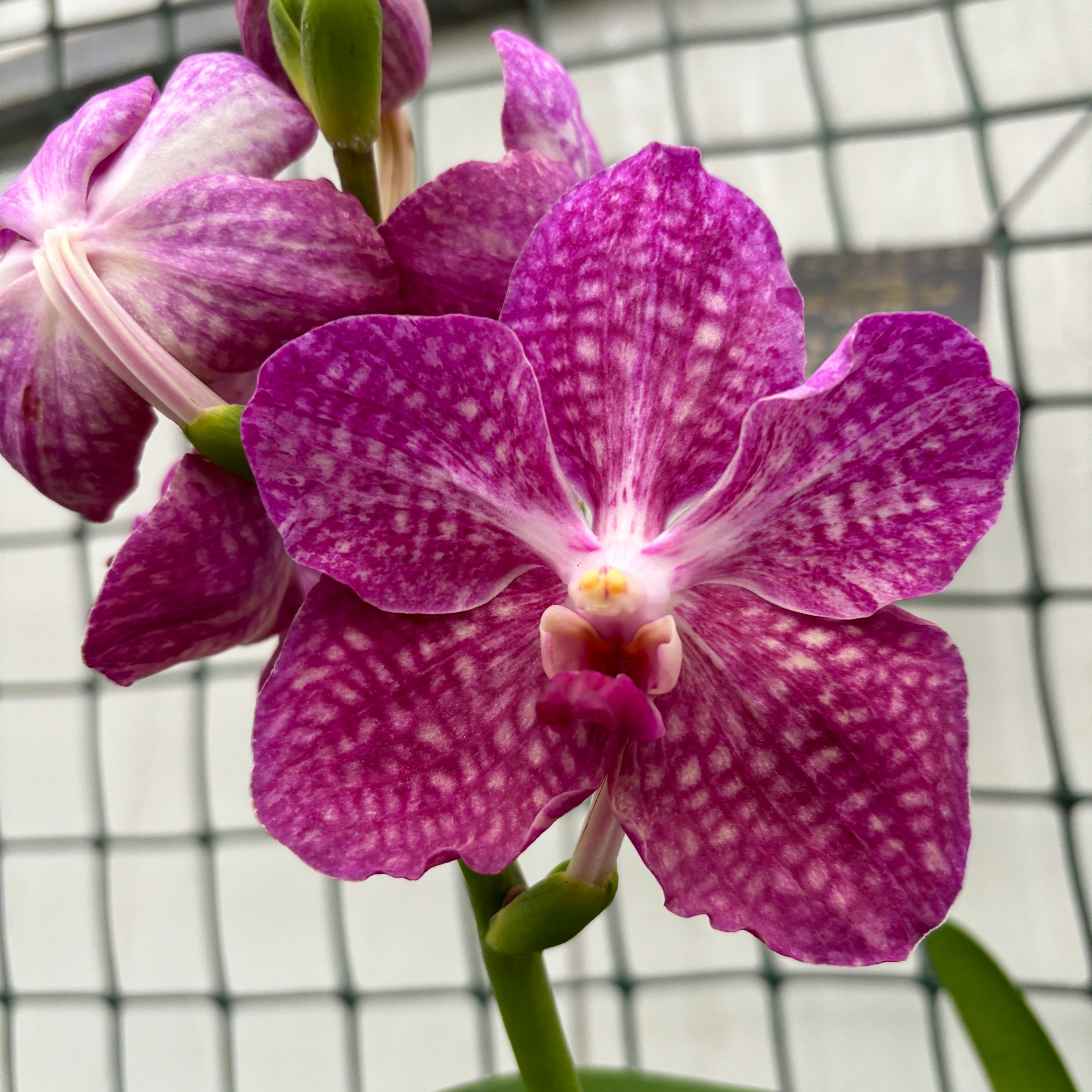 Vanda Pakchong Pink (Ansu)