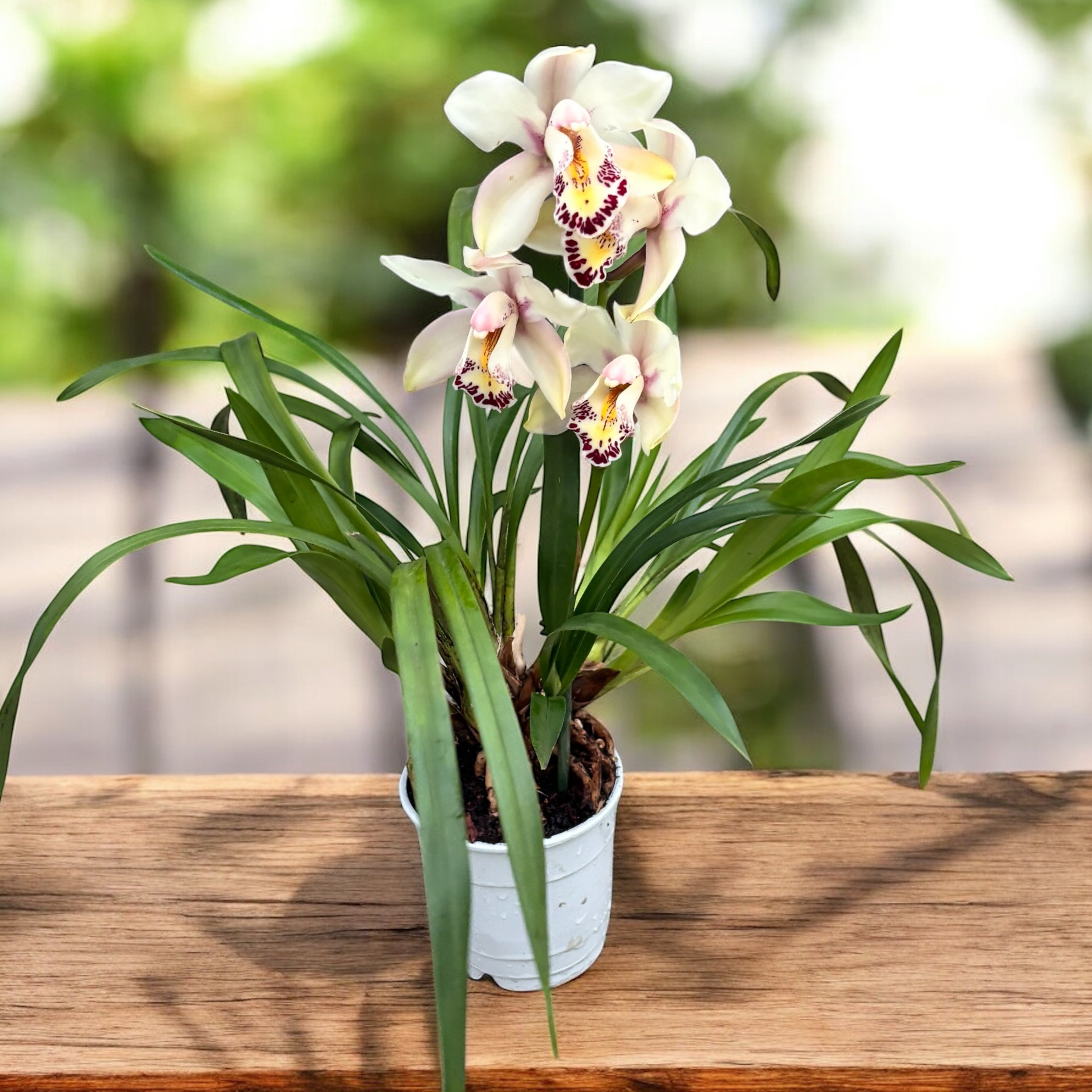 Cymbidium Little Stef