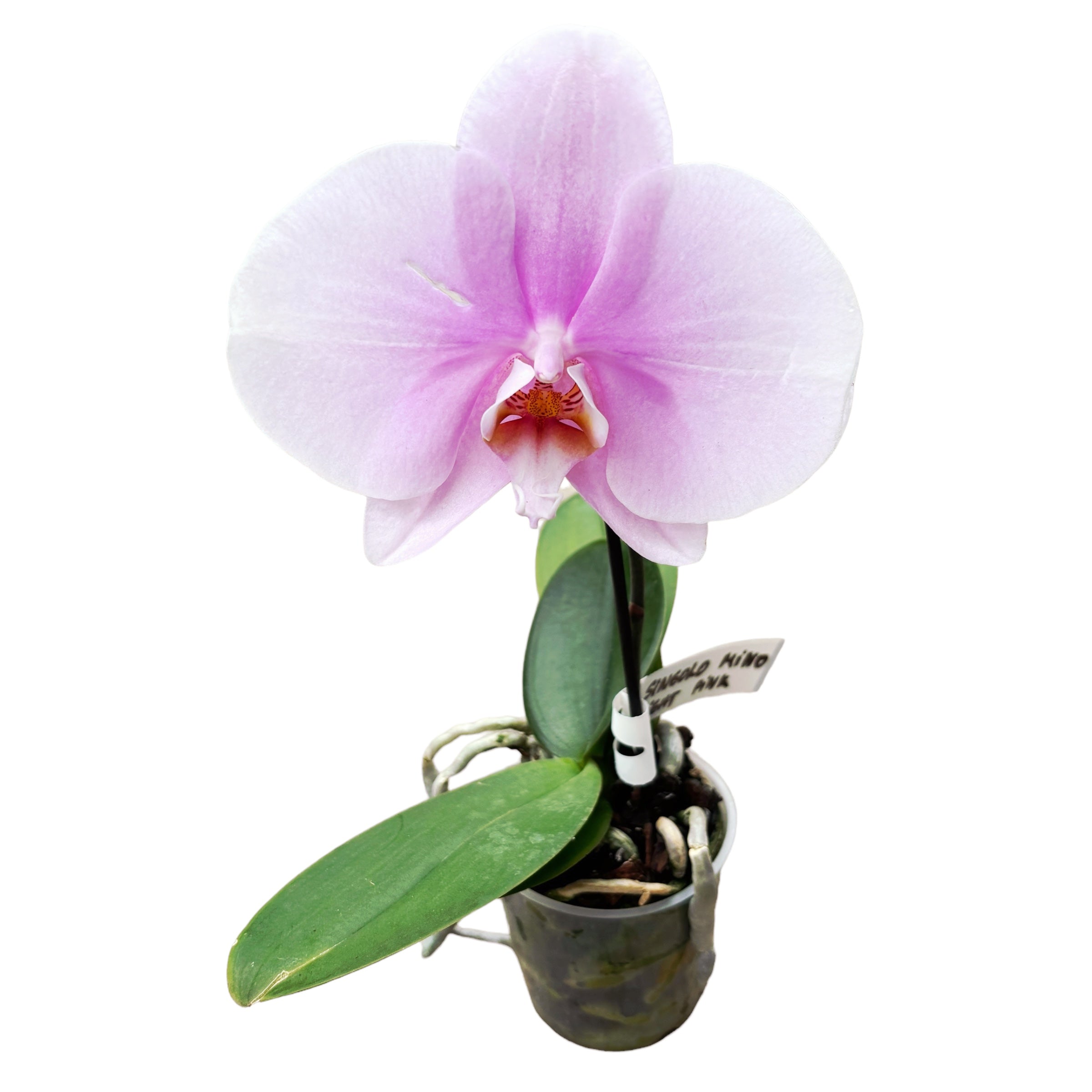 Phalaenopsis Singolo Mino (LIGHT Pink)- floarea XXL