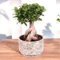 Ficus microcarpa Ginseng – bonsai decorativ cu trunchi sculptural
