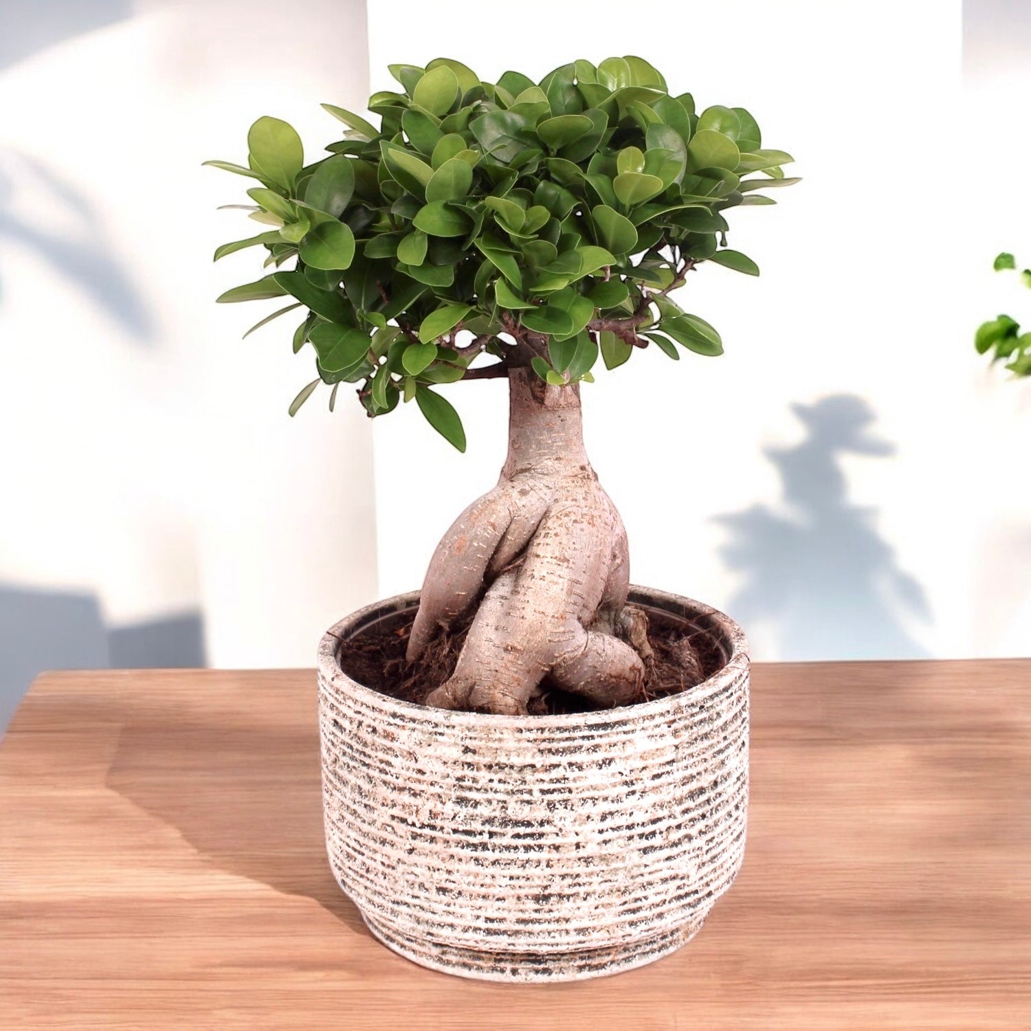 Ficus microcarpa Ginseng – bonsai decorativ cu trunchi sculptural