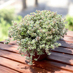Sedum ‘Little Missy’ - miniatúrna sukulentná rastlina s pestrými listami a kompaktným vzrastom