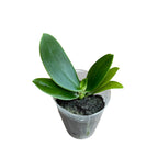 Sedirea Japonica (Phalaenopsis Japonica) - duftend