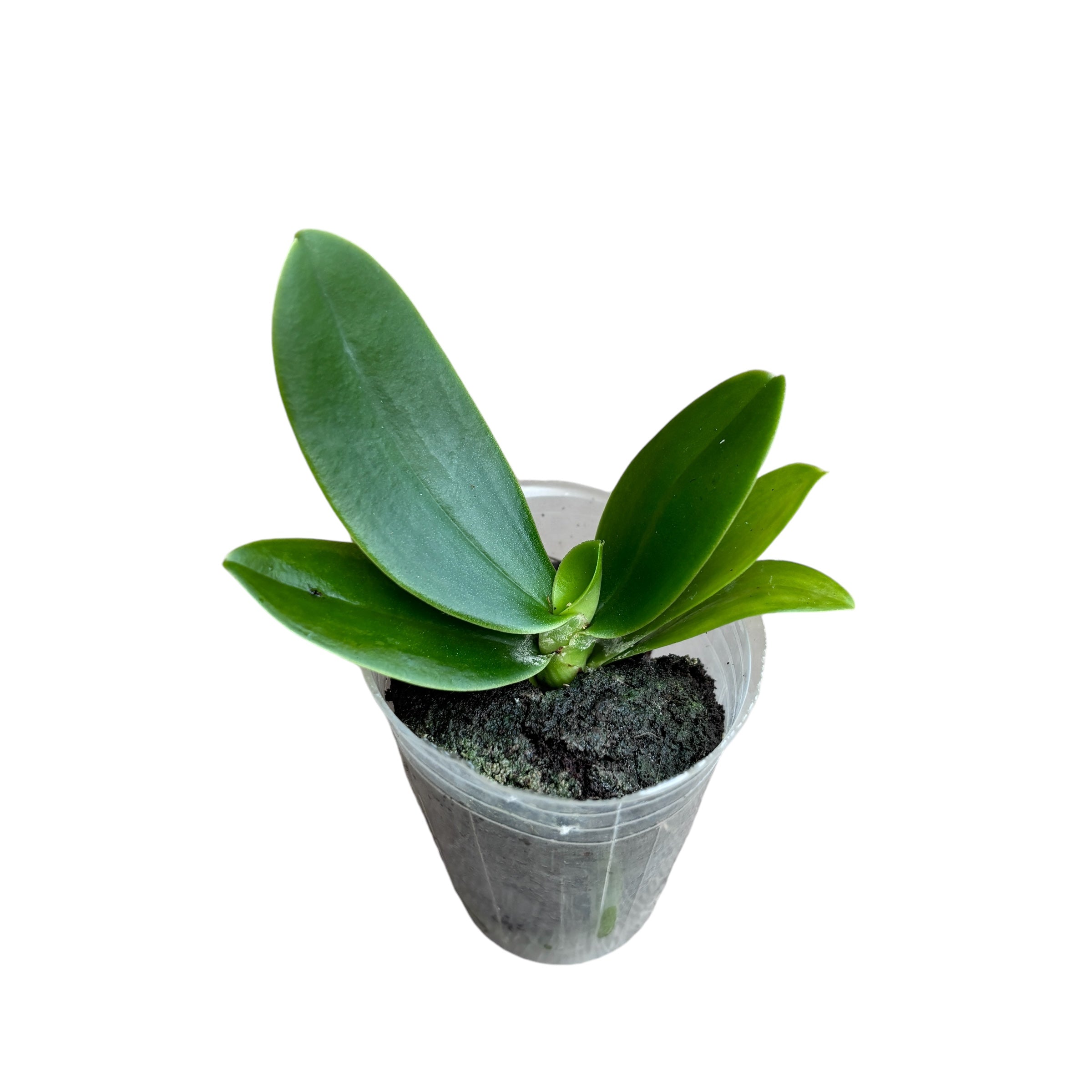 Sedirea Japonica (Phalaenopsis Japonica) - fragrant