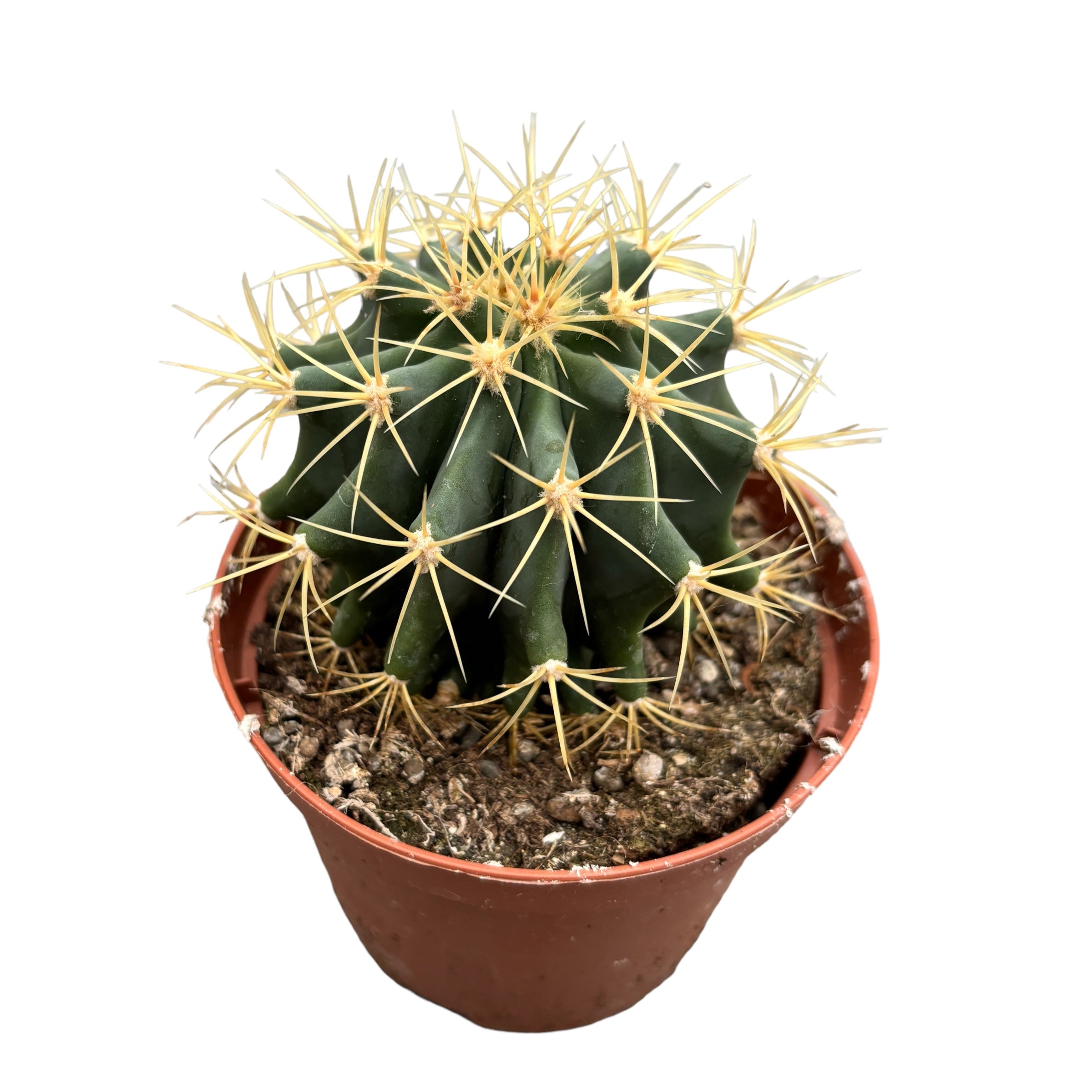 Ferocactus Emoryi (Emory's Barrel Cactus)
