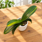 Phalaenopsis intermedia 'Orange' (pisana)