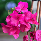 Bougainvillea 'Pink' - Pink Paper Flower