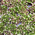 Anacampseros rufescens 'Napkelte'