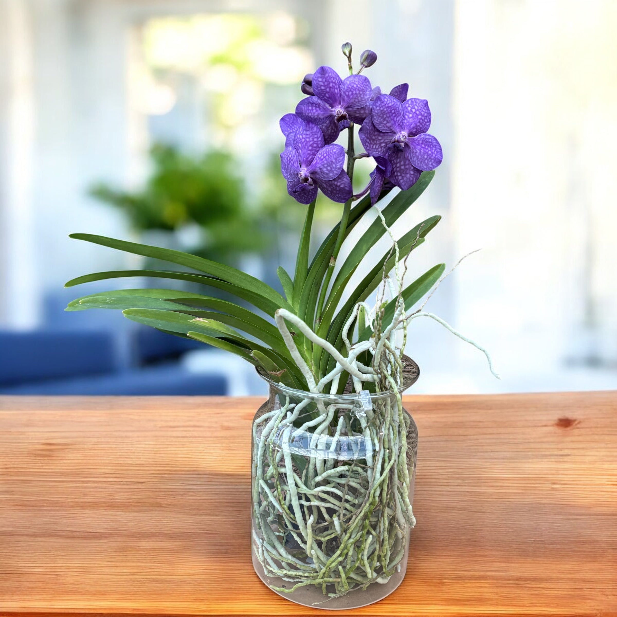 Vanda Tayanee Blue (Ansu)