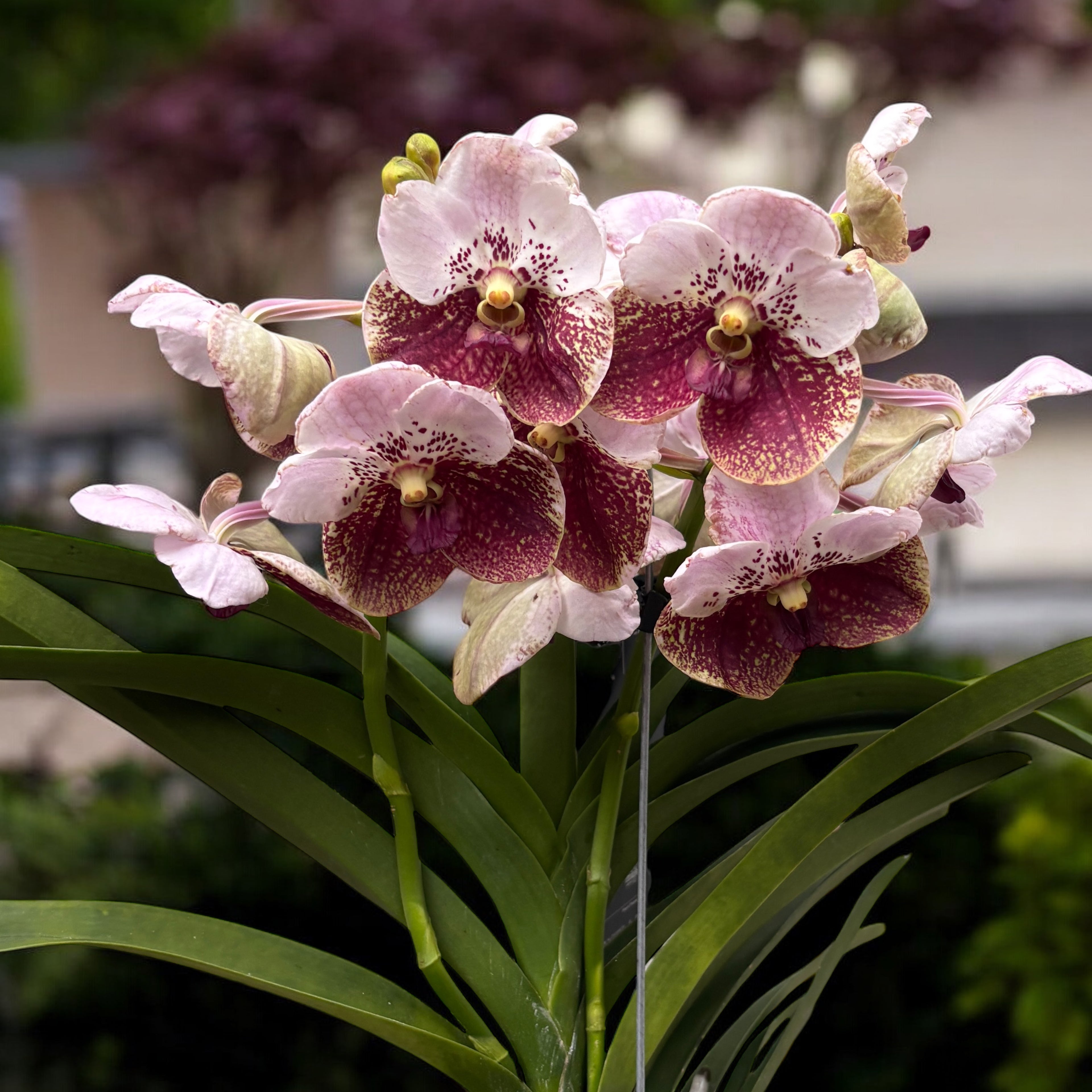 Vanda Sanderiana (Ansu)