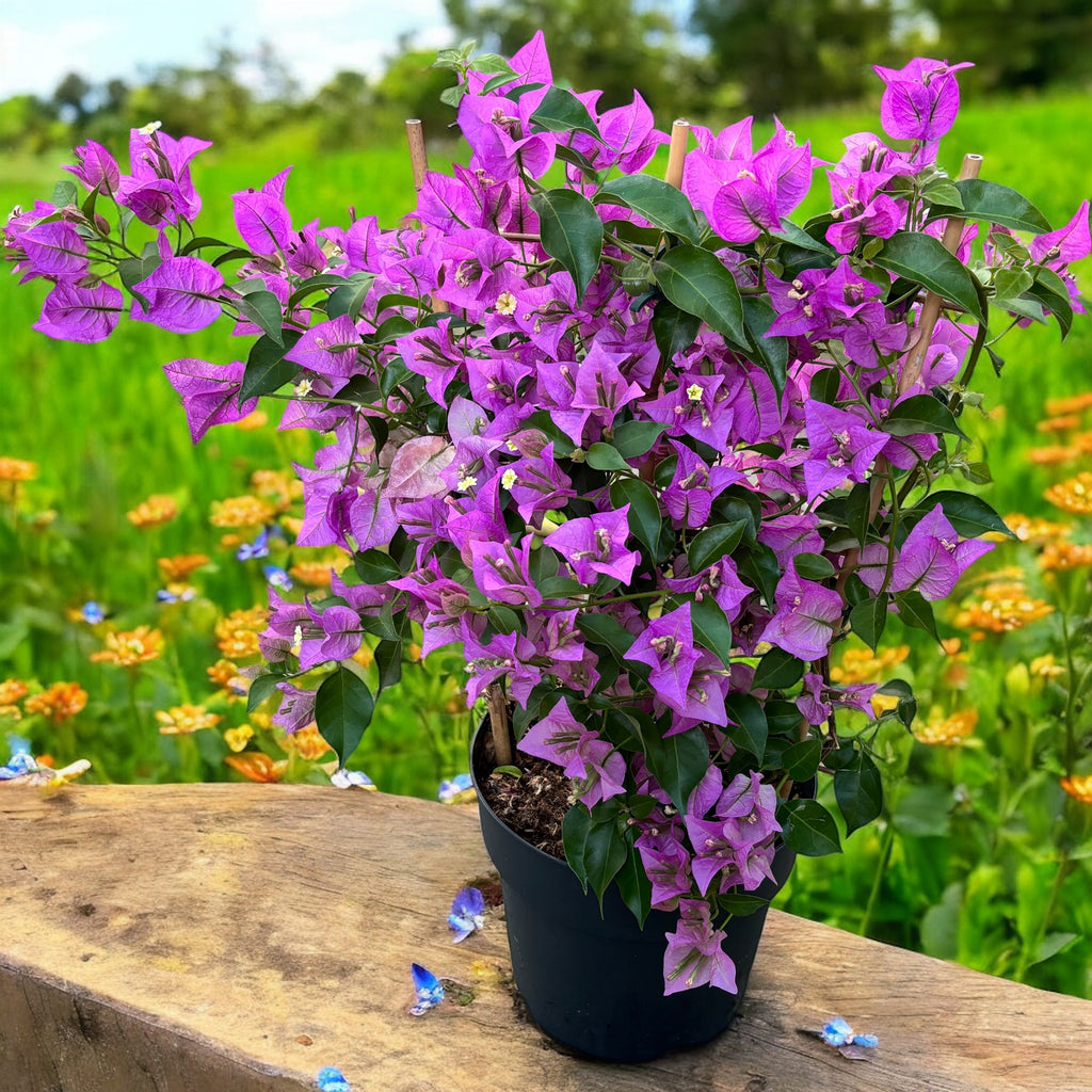 Bougainvillea 'Alexandra' (fialová papierová kvetina)