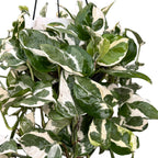 Epipremnum (Scindapsus) aureum 'N'joy' - XXL példányok