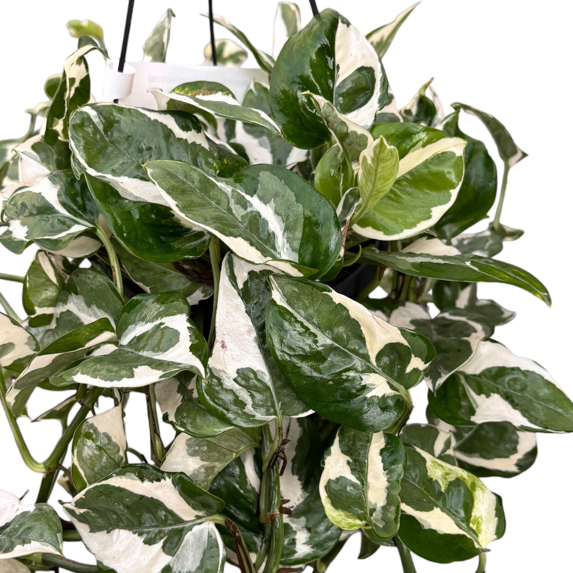 Epipremnum (Scindapsus) aureum 'N'joy' - exemplare XXL