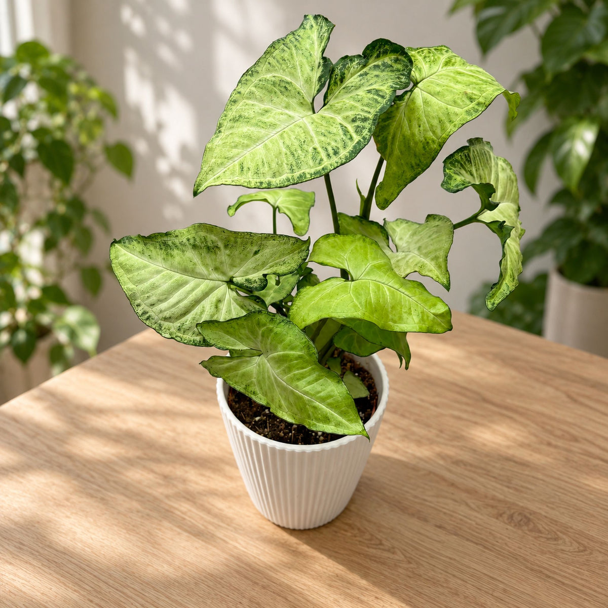 Syngonium 'White Butterfly'