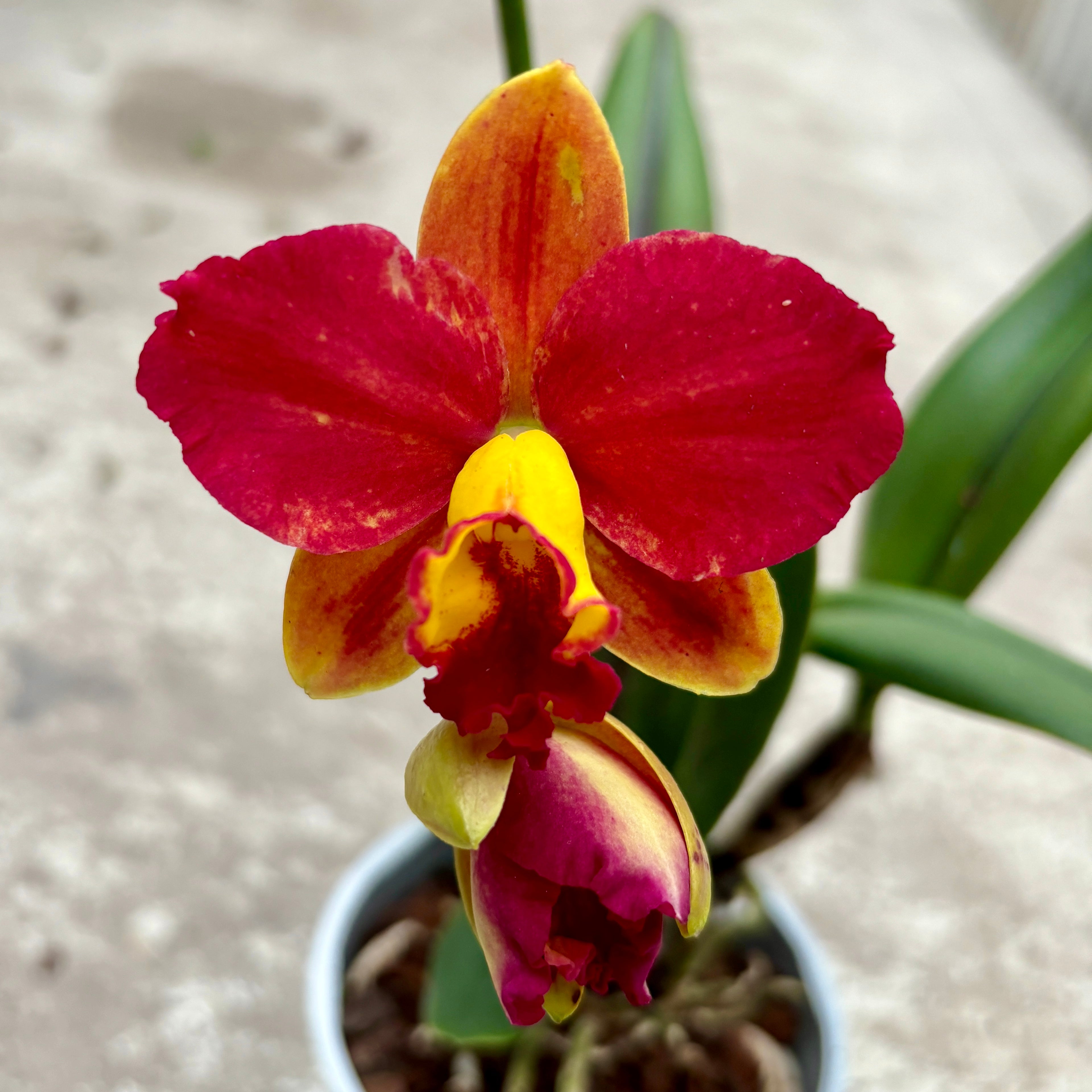 Cattleya #07