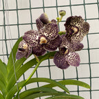 Vanda Oncelot Moca (Ansu)