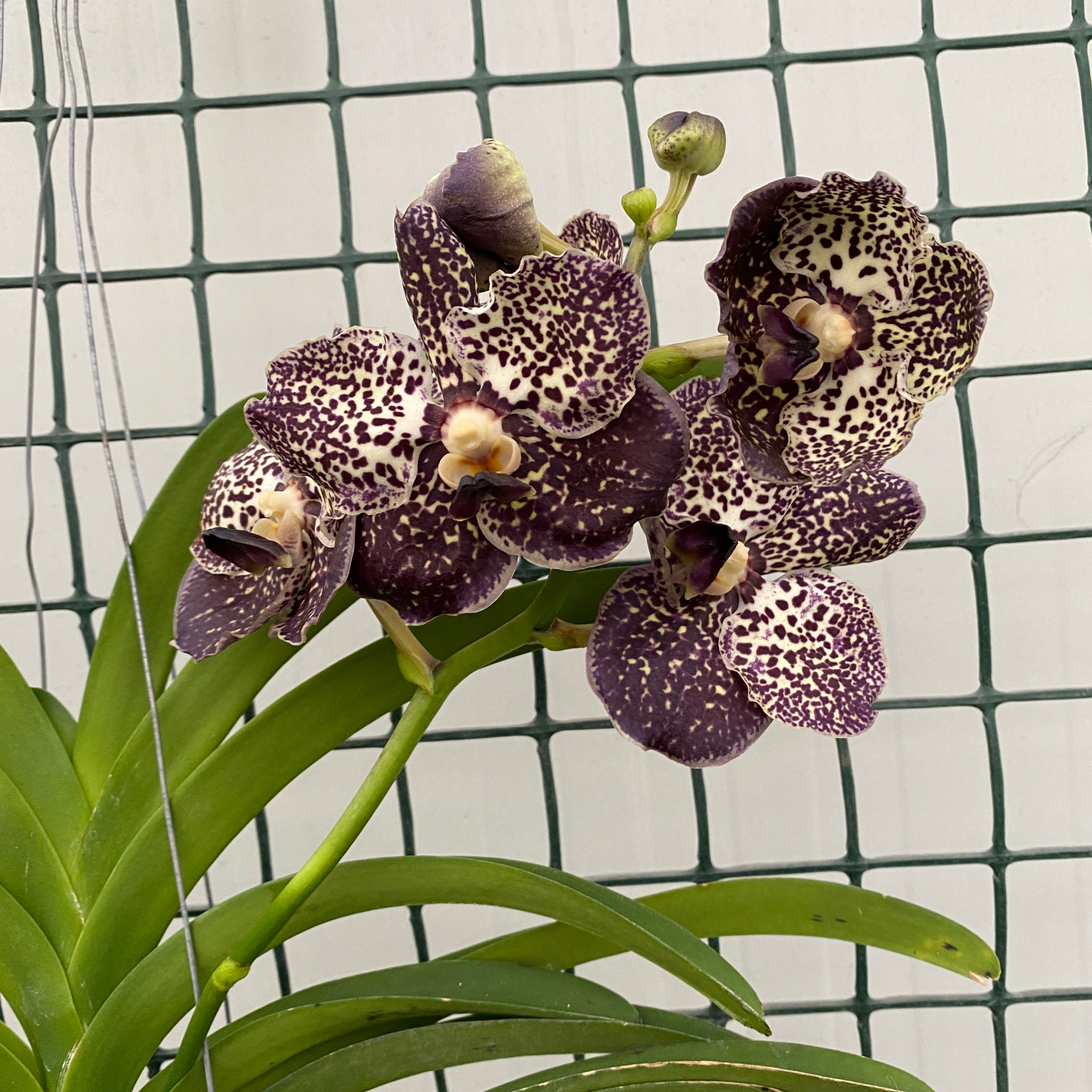Vanda Oncelot Moca (Ansu)