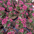 Crassula schmidtii - decoratieve roze bloeiende vetplant