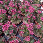 Crassula schmidtii - decoratieve roze bloeiende vetplant
