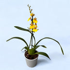 Oncidesa Sweet Sugar