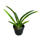 Angraecum Longiscott *illatos