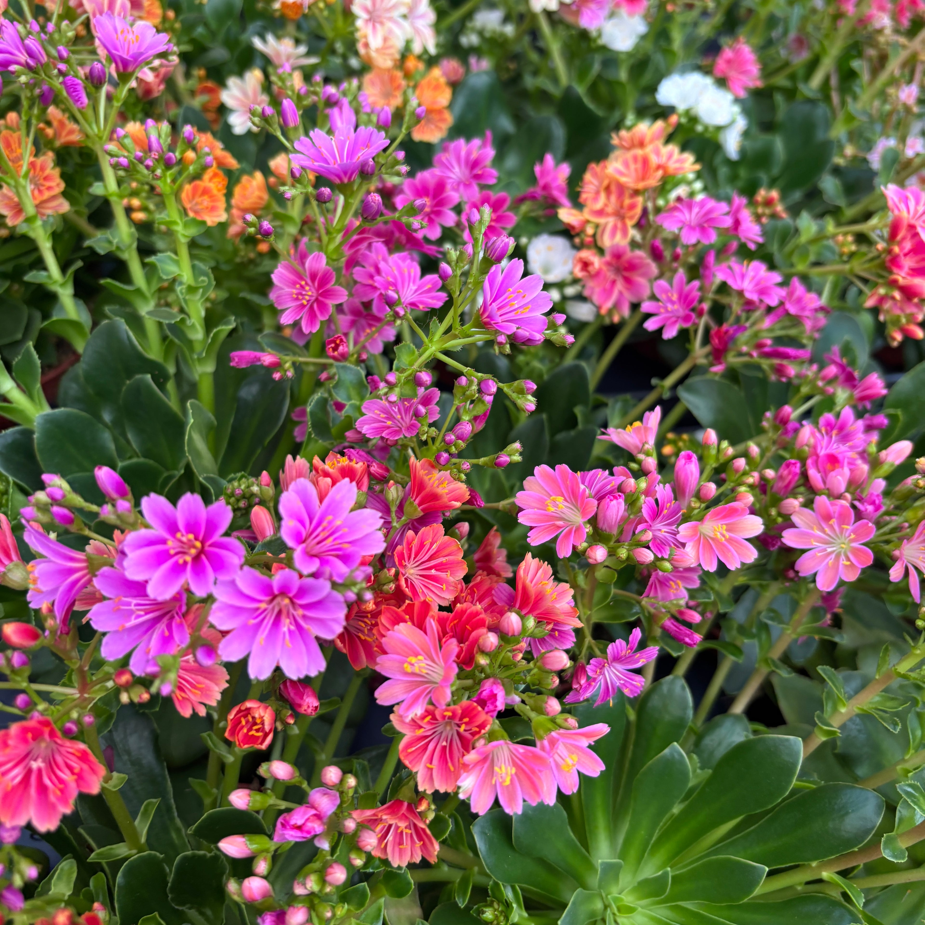 Lewisia 'Mountain Dreams' mix - resistente e particolarmente bella