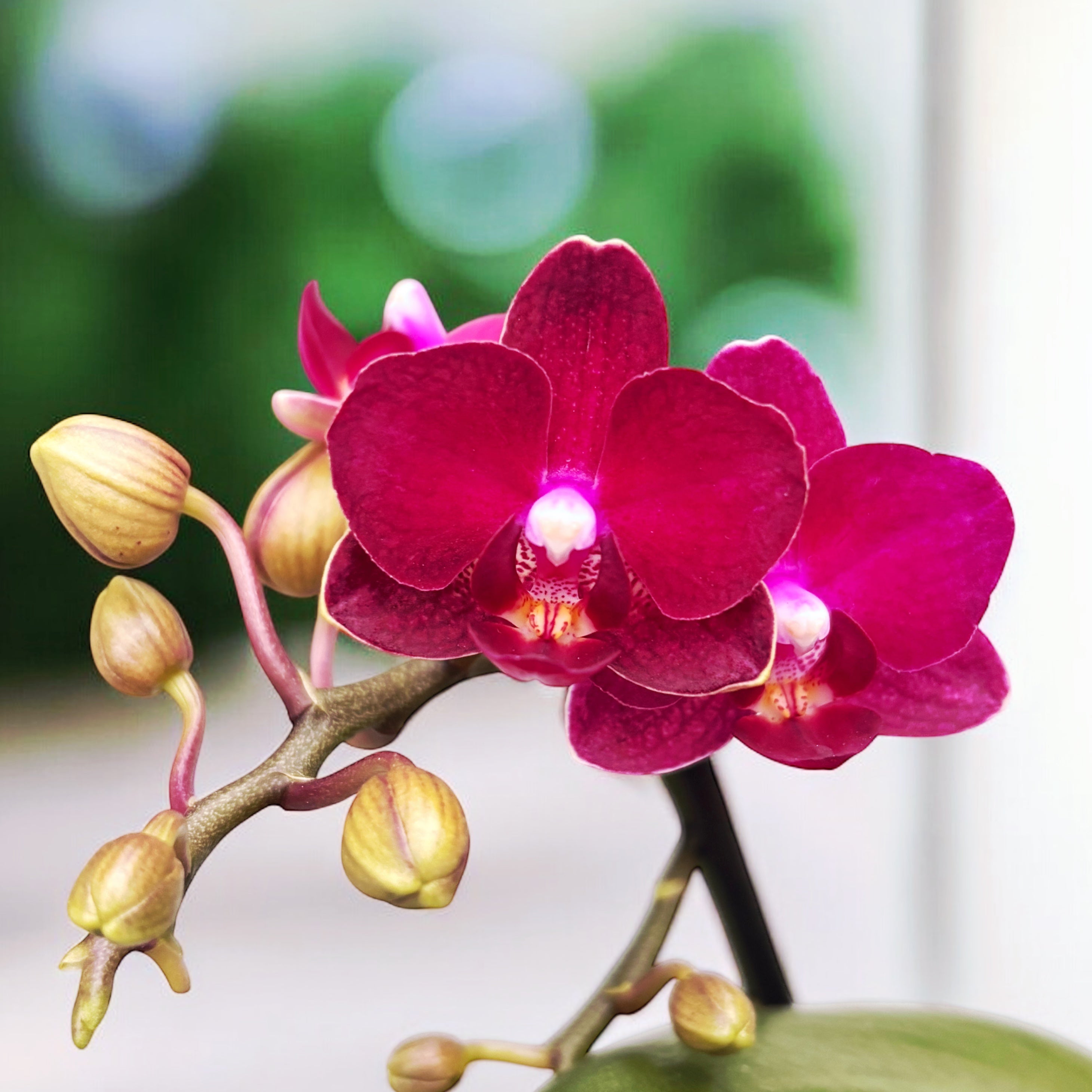 Phalaenopsis Sogo Crimson