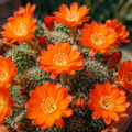 Aylostera fiebrigii (Rebutia albiareolata) – Miniaturkaktus mit rot-orangefarbenen Blüten