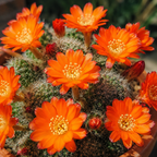 Aylostera fiebrigii (Rebutia albiareolata) – Miniaturkaktus mit rot-orangefarbenen Blüten