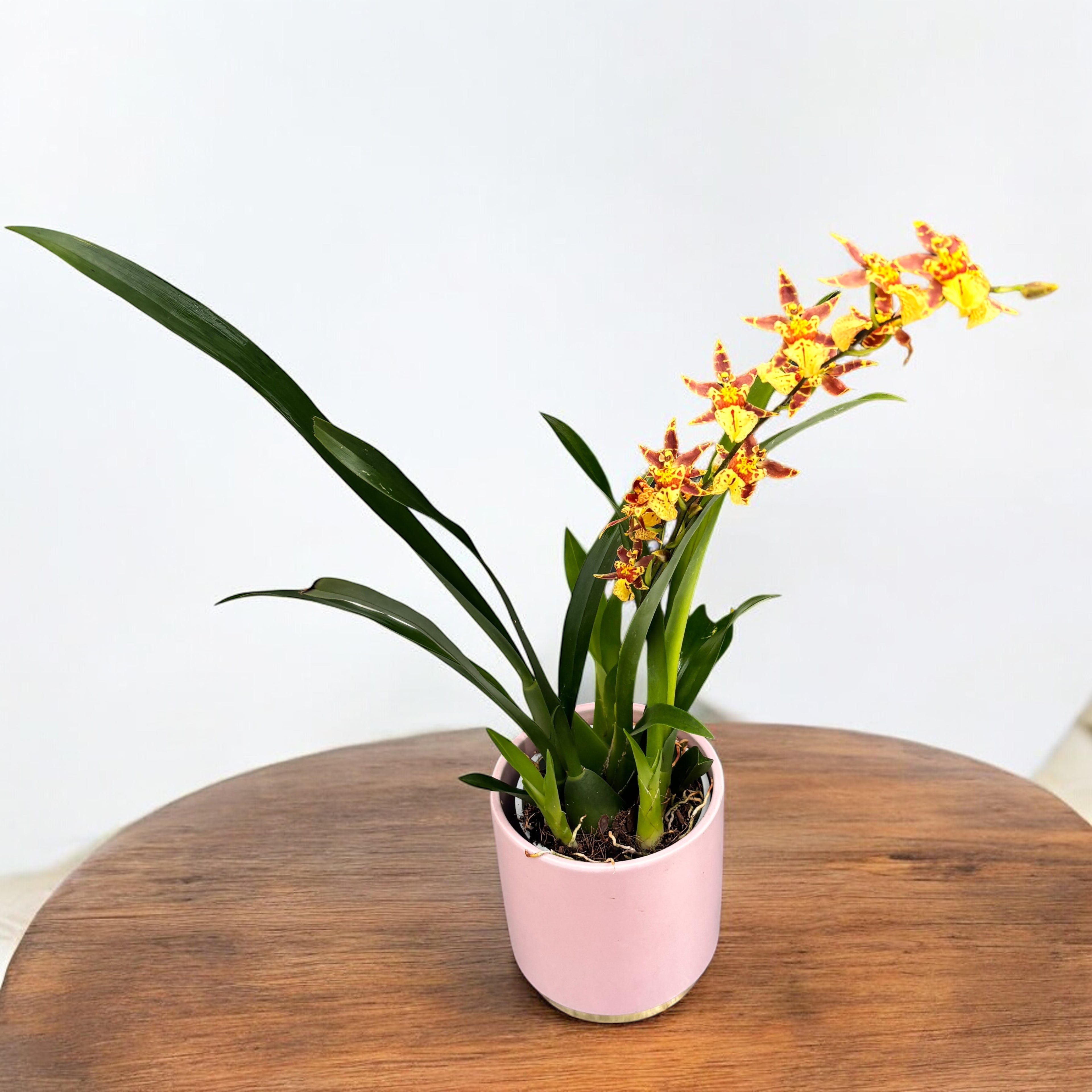 Oncidium (Cyrtocidium) Holm’s Wizard - arancione - molto profumato!