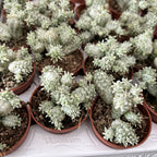 Euphorbia mammillaris f. variegata