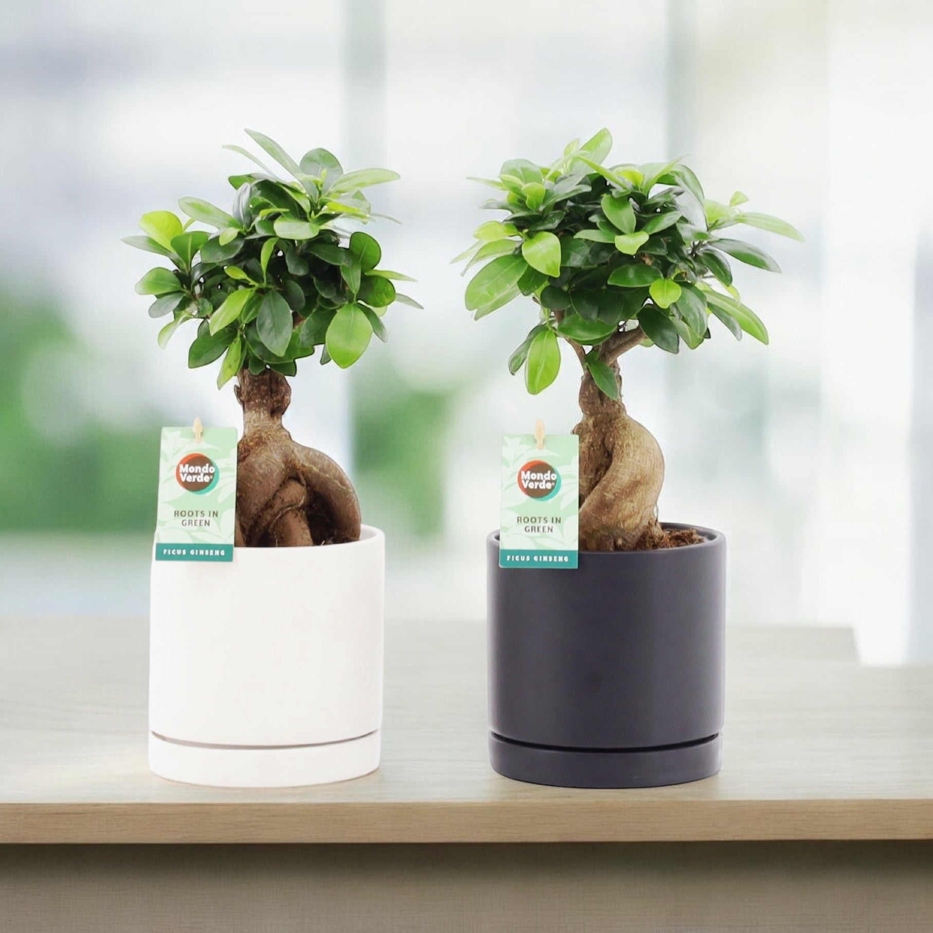 Bonsai - Ficus microcarpa ‘Ginseng’