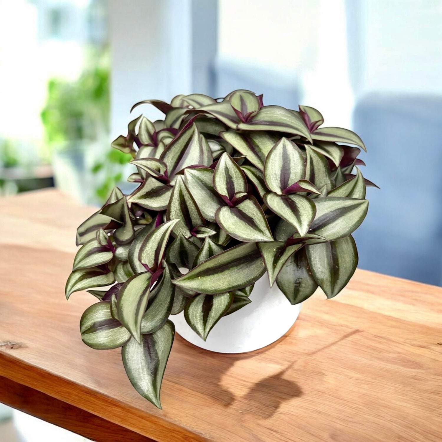 Tradescantia zebrina ‘Silver Sicilian’ - frunzis argintiu spectaculos