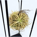 Aranjament cu Tillandsia Magic Ball Yellow – eleganta aeriana intr-un design modern