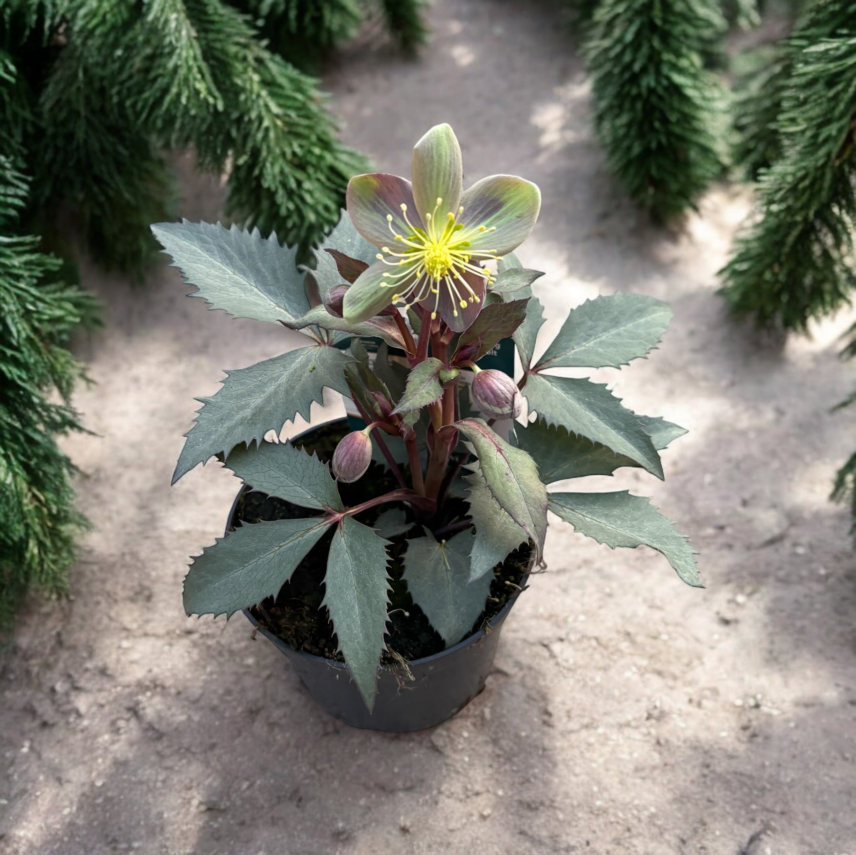 Helleborus sternii ‘Silver Dollar’ (Trandafirul Craciunului, Spanz)