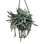 Chamaecereus luisramirezii