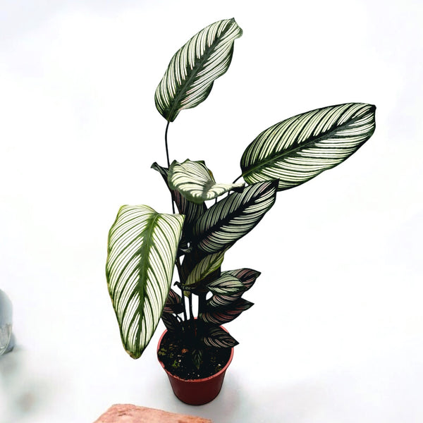 Calathea majestica Whitestar D14