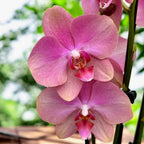 Phalaenopsis Baby Dynamite