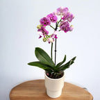 Phalaenopsis Rembrandt