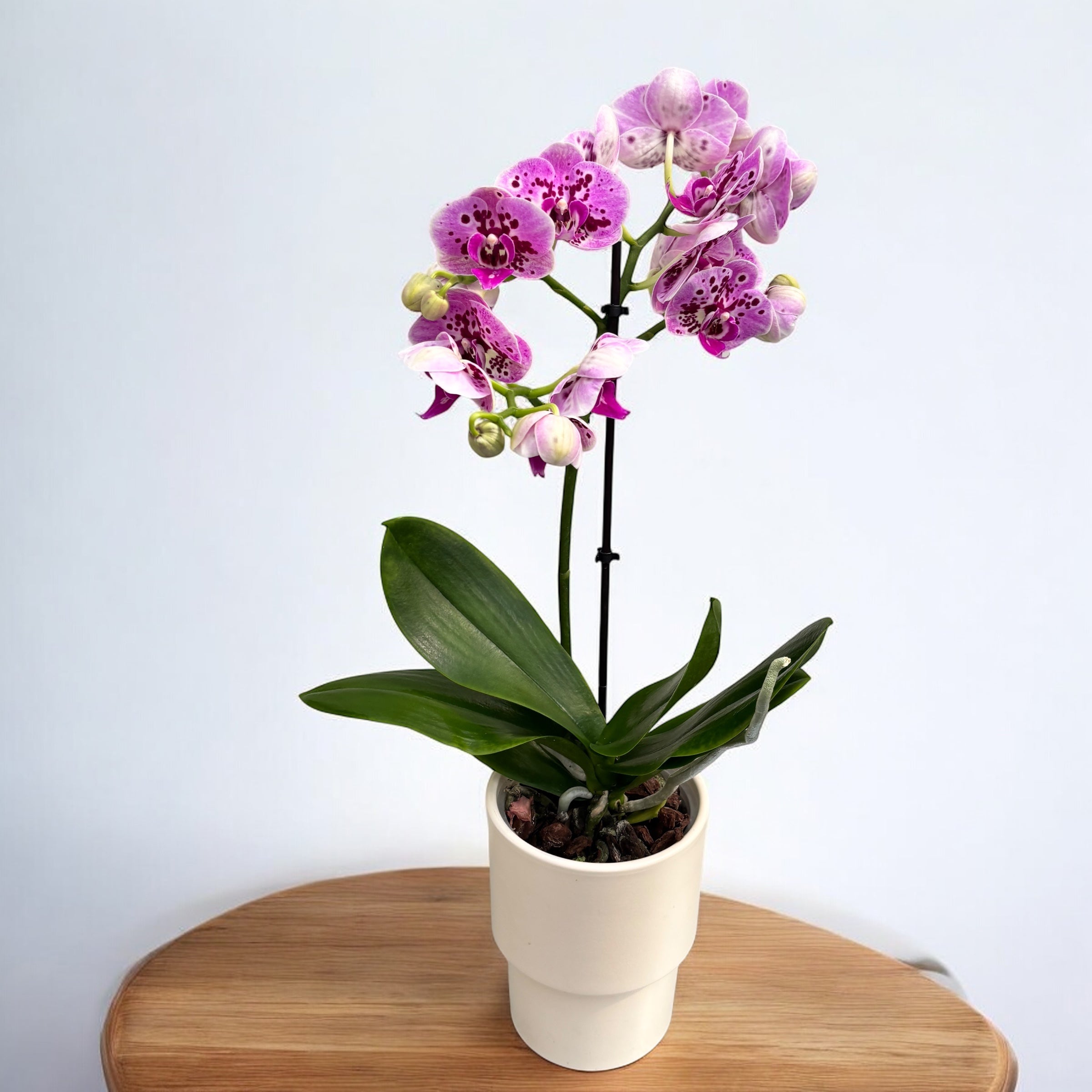 Phalaenopsis Rembrandt