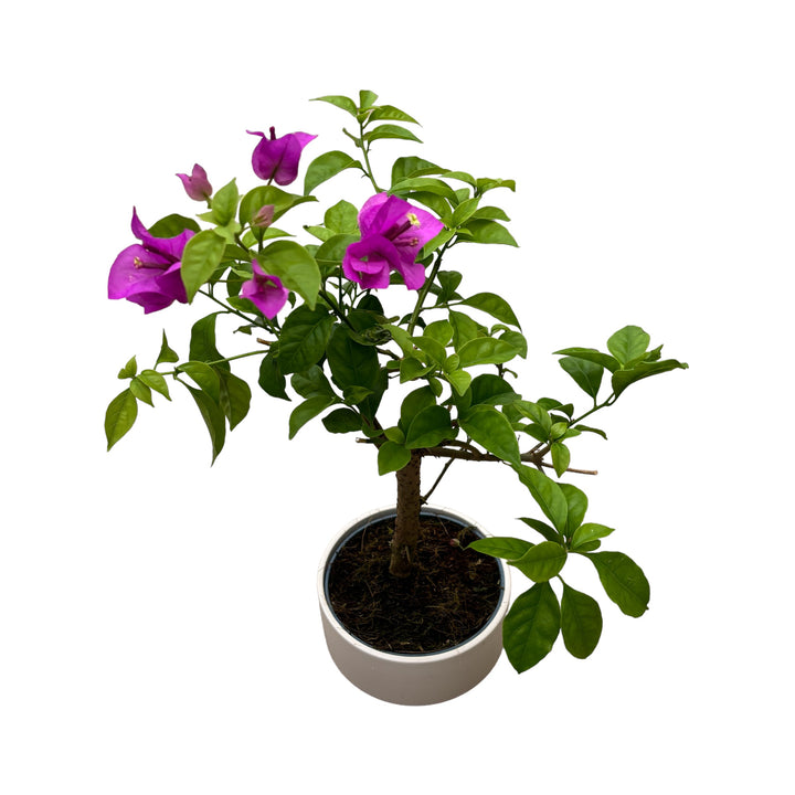 Bonsai ‘Bougainvillea’ (cu vas ceramic)